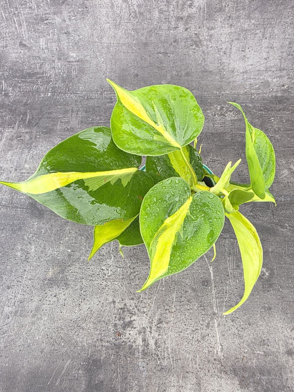 Philodendron Scandens Brasil 8 cm