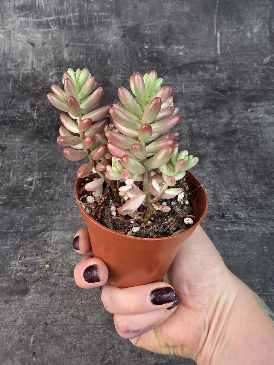 Sedum Rubrotinctum Aurora 8 cm
