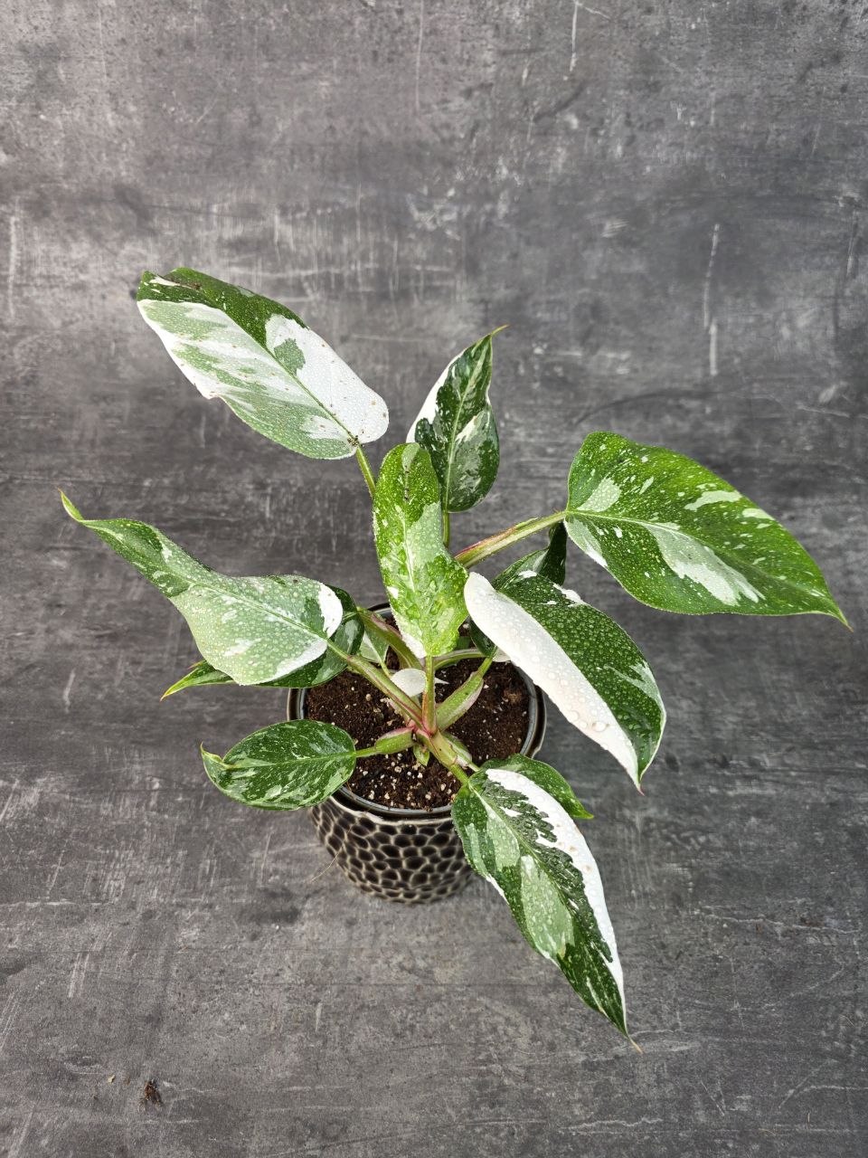 Philodendron White Princess 12 cm