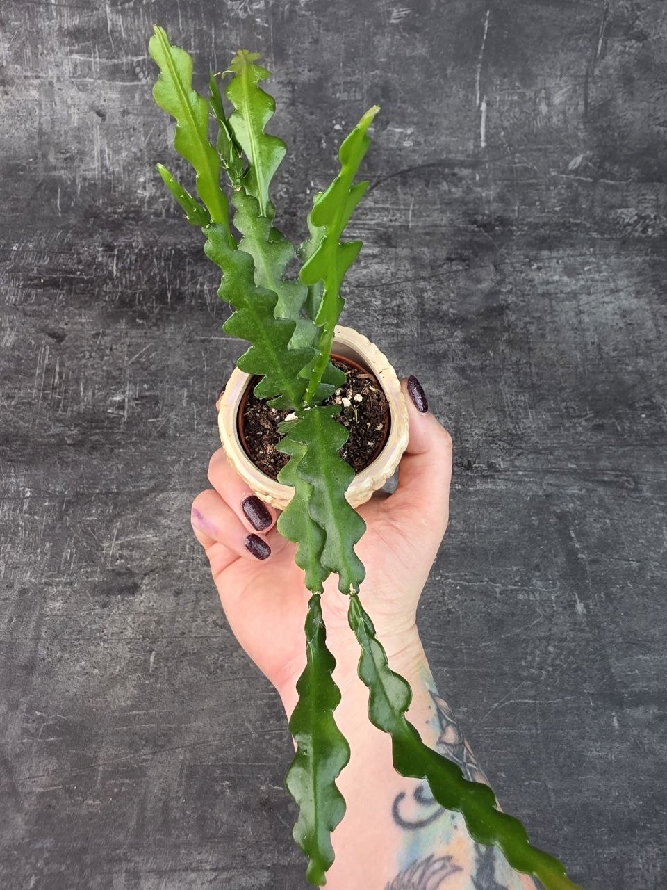 Epiphyllum Anguliger mini
