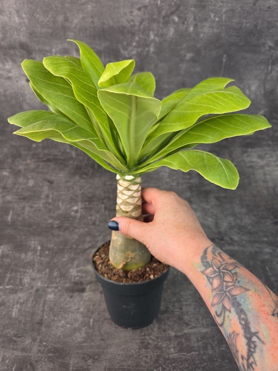Brighamia insignis 12 cm