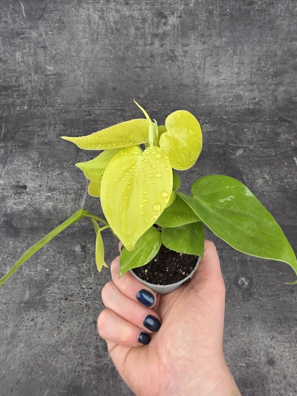 Epipremnum Pinnatum Golden Pothos mini