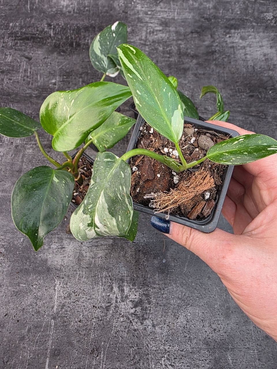 Pěstírna KYTKYshop Philodendron White S
