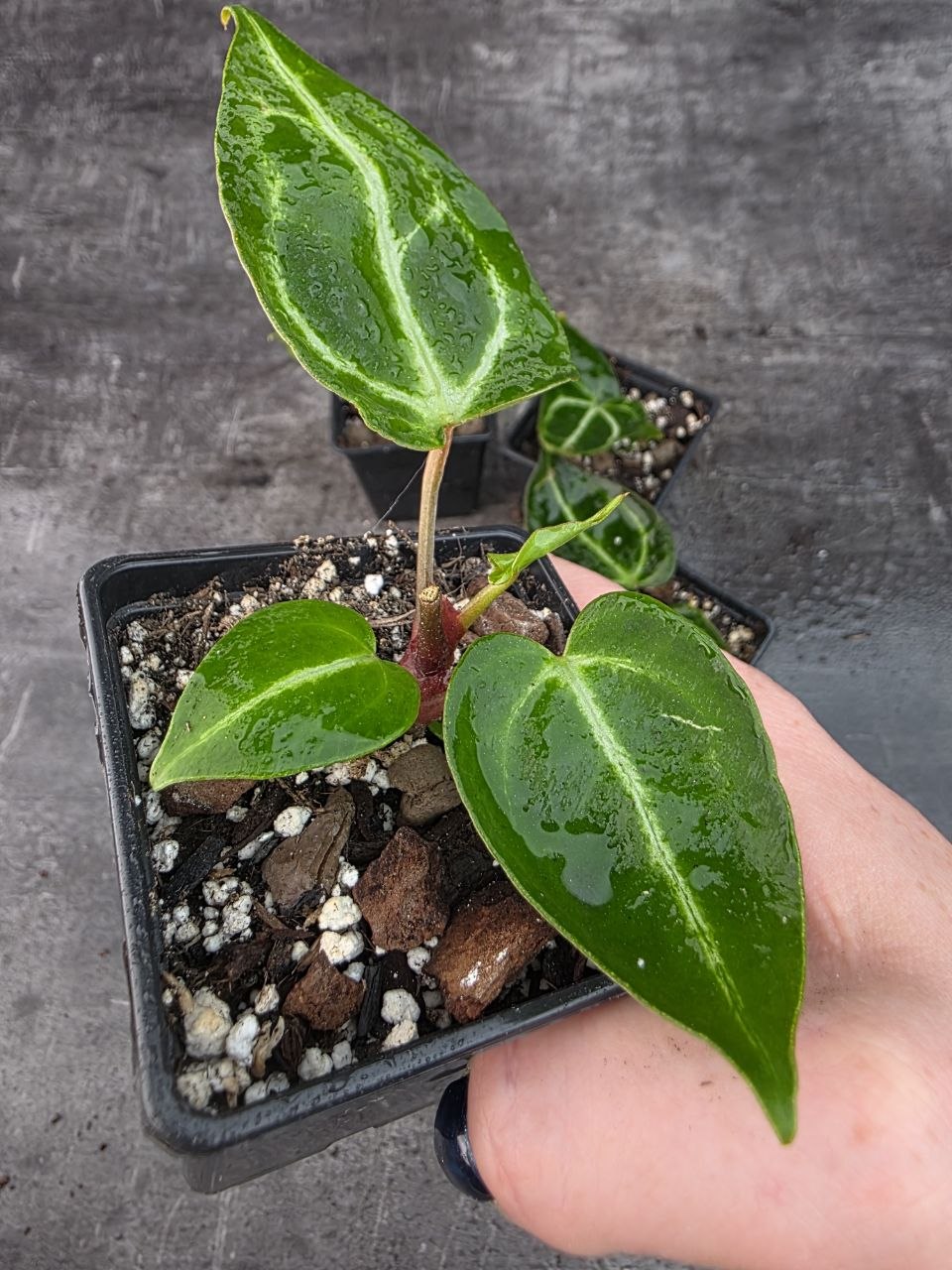 Pěstírna KYTKYshop Anthurium Christalinum