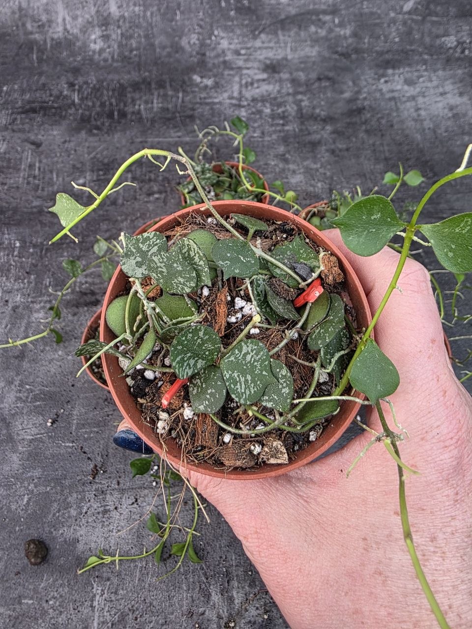 Pěstírna KYTKYshop Hoya Curtisii