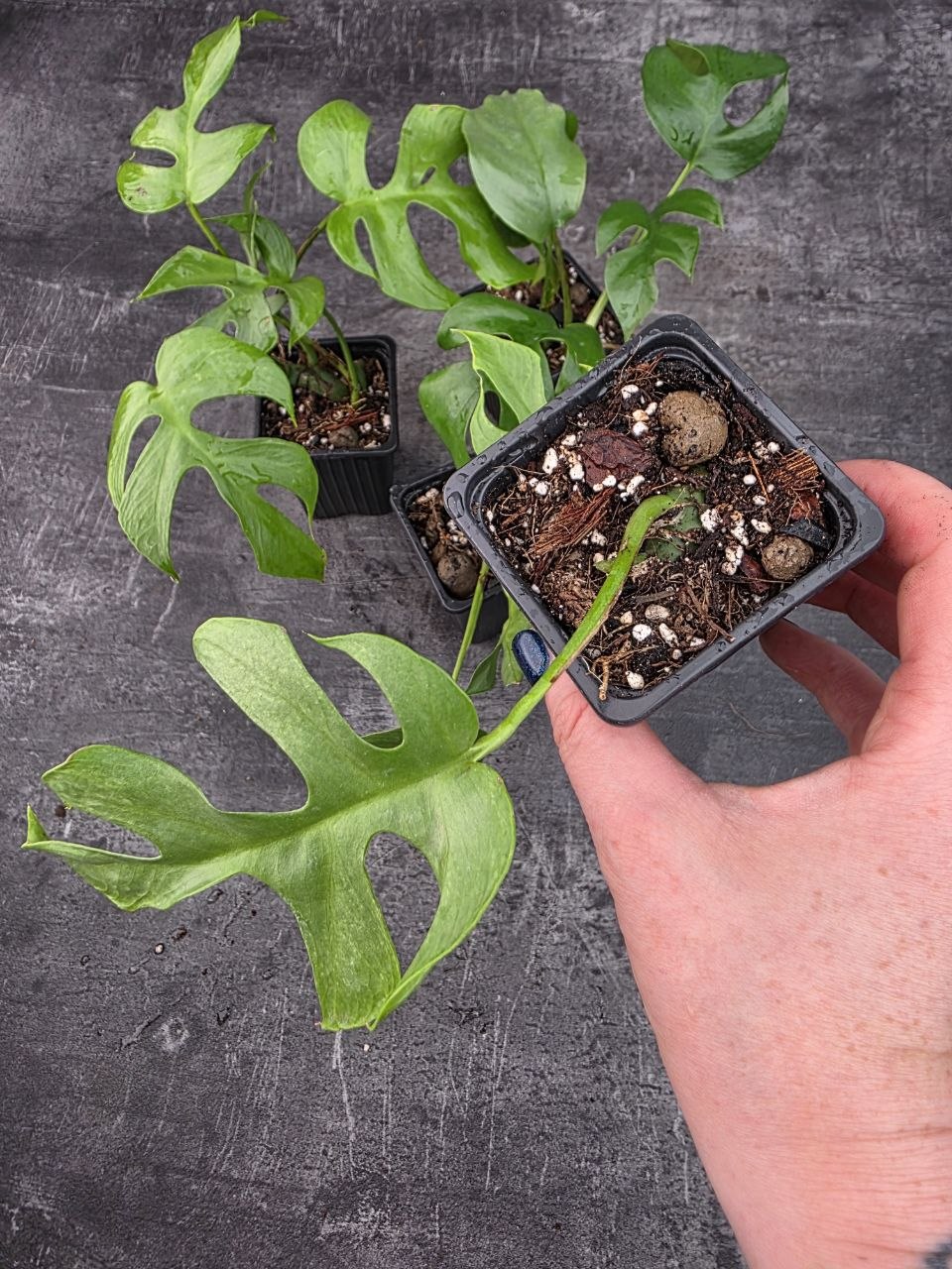 Pěstírna KYTKYshop Rhapidophora Tetrasperma L