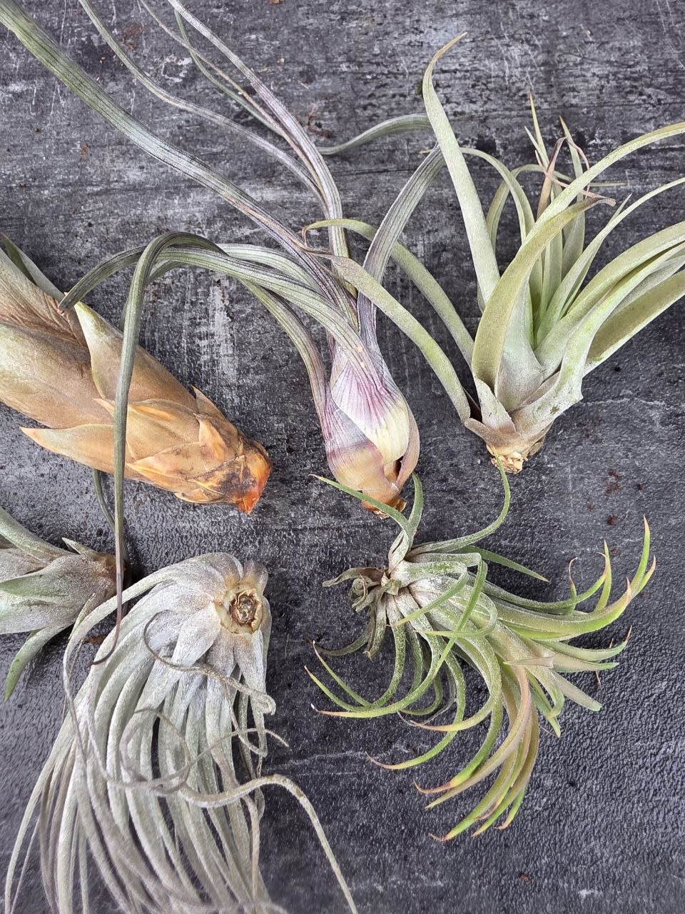 Tillandsia zelená kompaktní