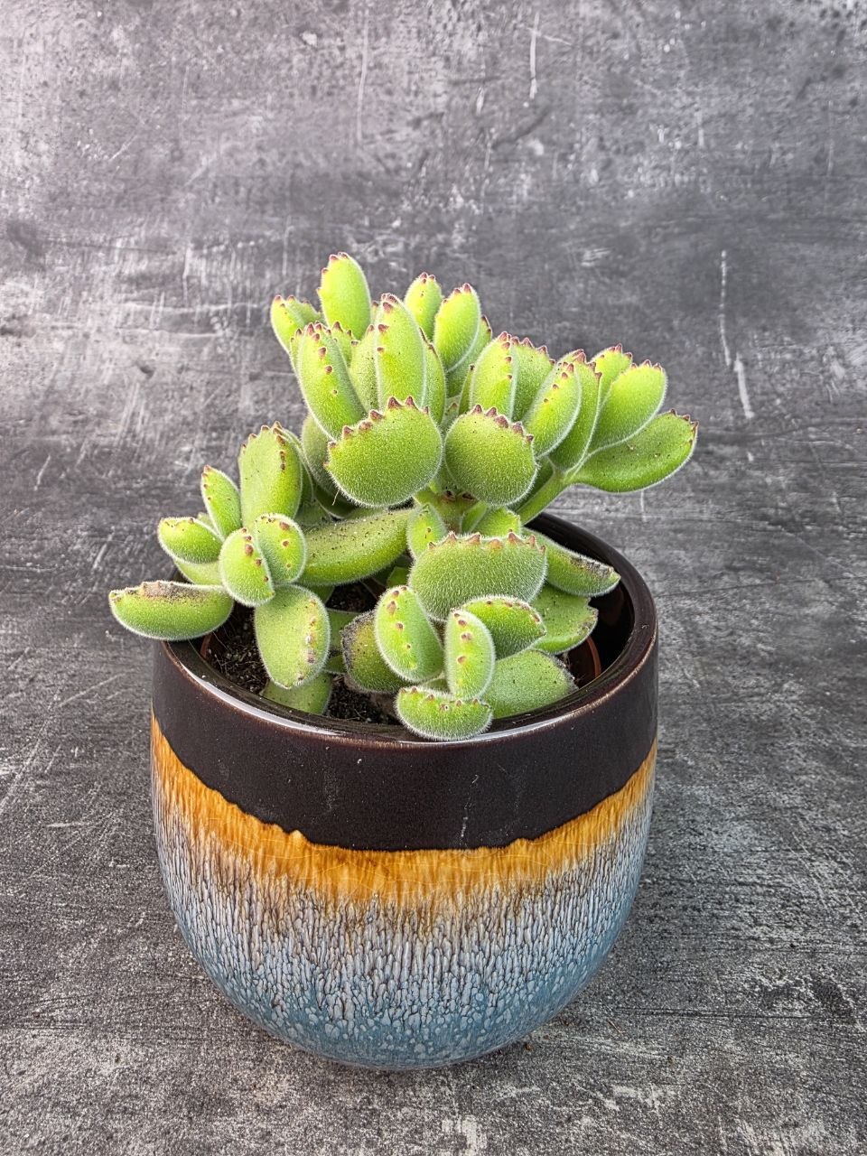 Cotyledon ladysmithiensis 10,5 cm