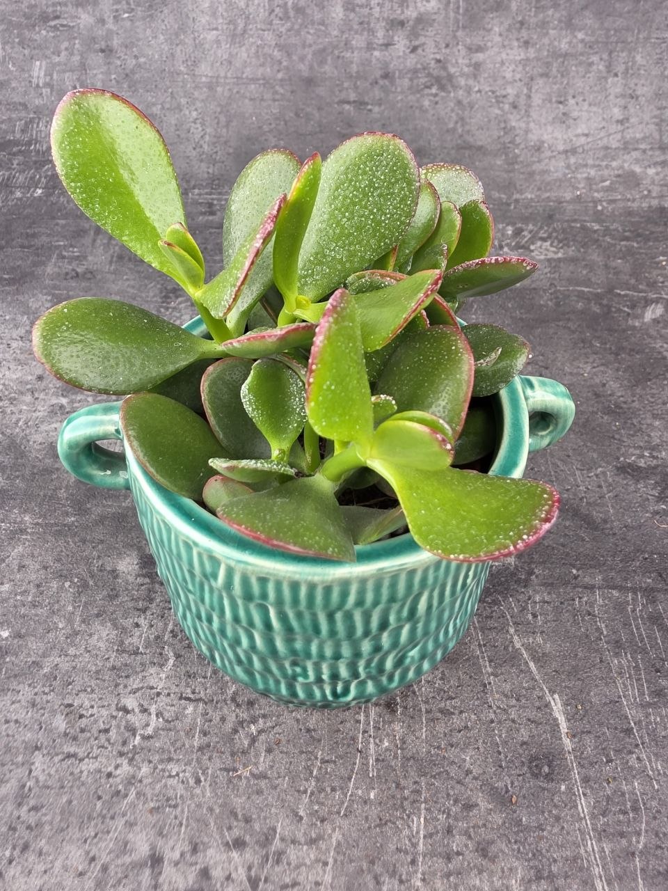 Crassula ovata ‘Sunset’