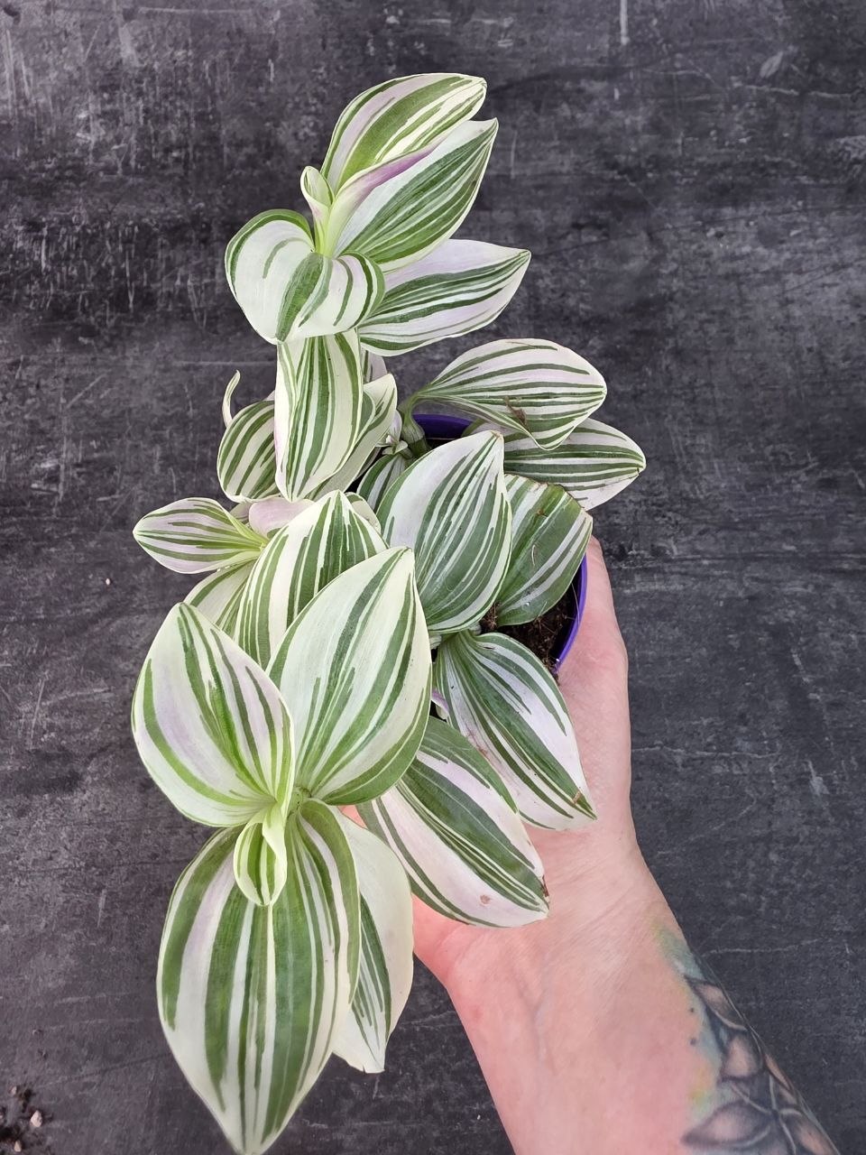 Tradescantia Unicorn 7 cm