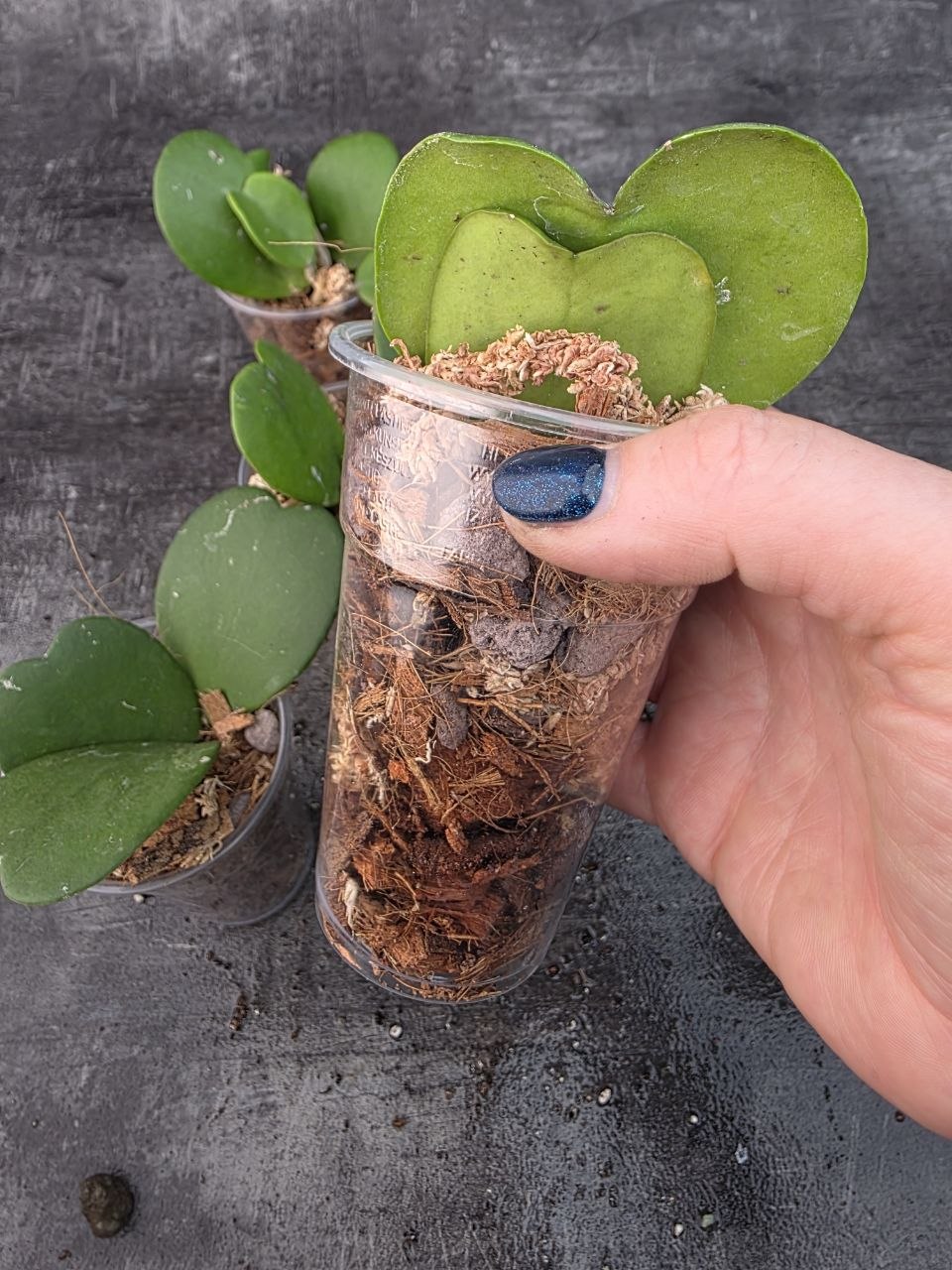 Pěstírna KYTKYshop Hoya Kerrii zelená