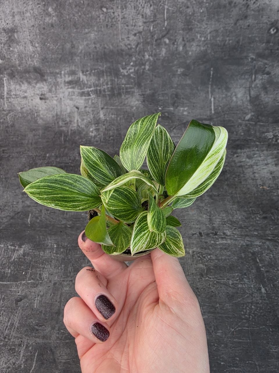 Philodendron White Measure mini