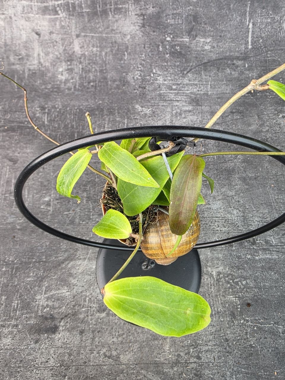 Hoya ve šnečí ulitě a černém kulatém stojanu Hoya verticillata (1)