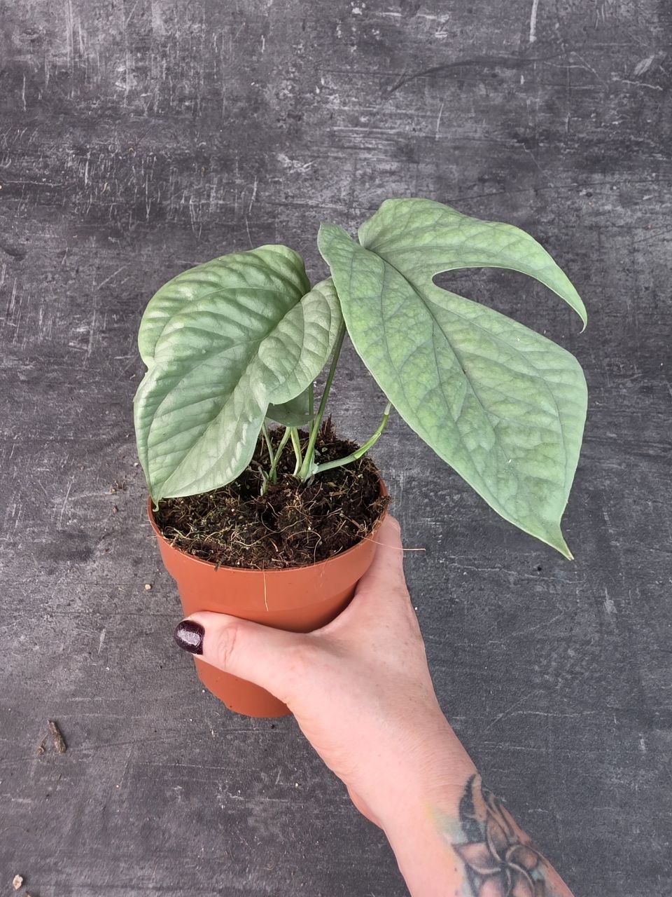Monstera Amydrium 12 cm