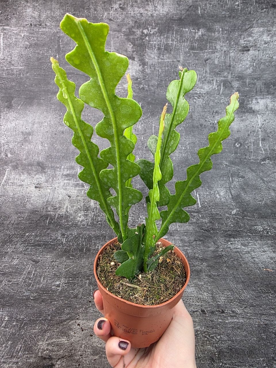 Epiphyllum Anguliger 10,5 cm