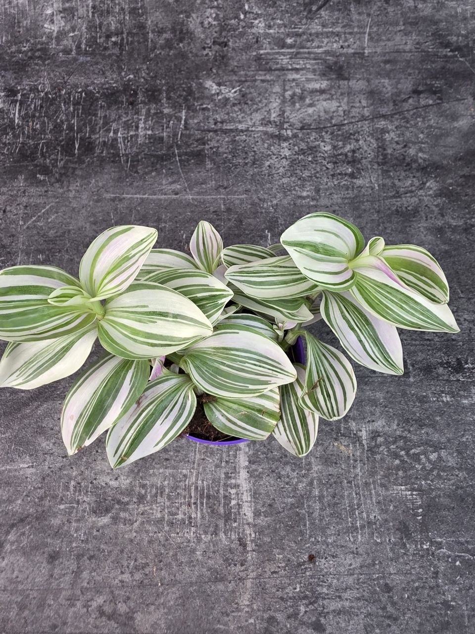 Tradescantia Unicorn 7 cm