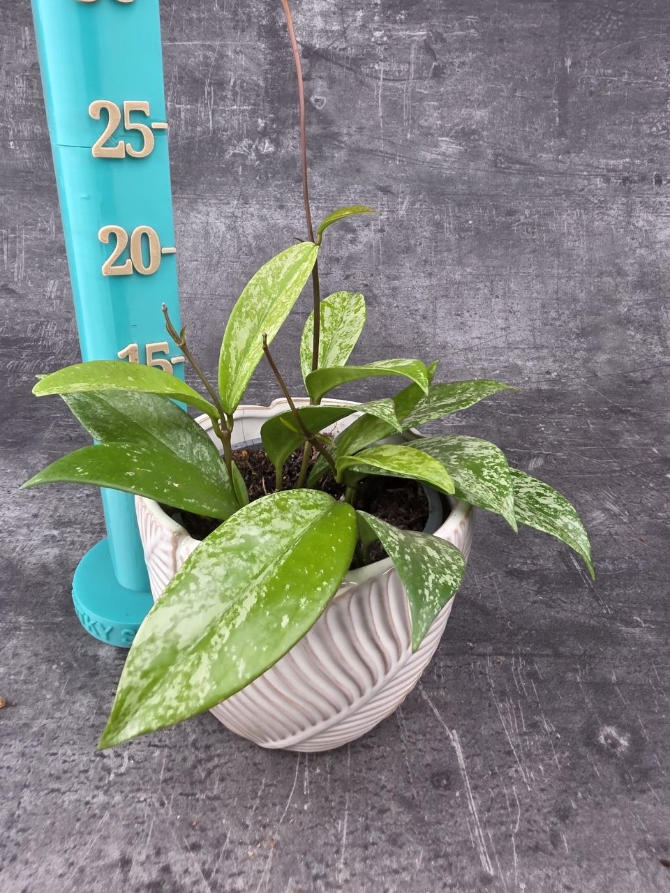 Hoya Silverspots 12 cm