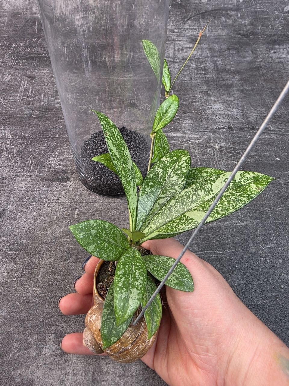 Hoya ve šnečí ulitě ve skleněném válci, Hoya pubicalyx “Splash” varianta 2