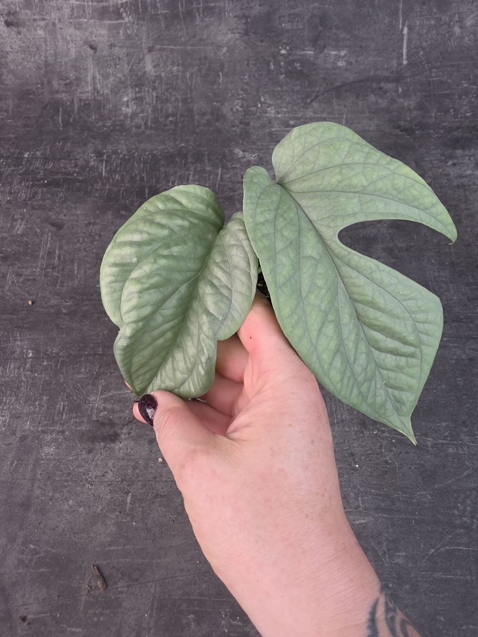 Monstera Amydrium 12 cm