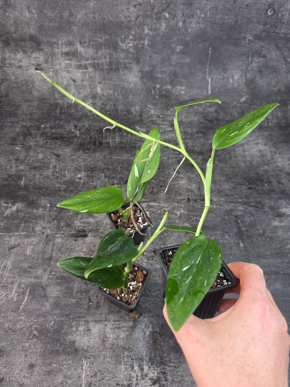 Pěstírna KYTKYshop Philodendron Cobra