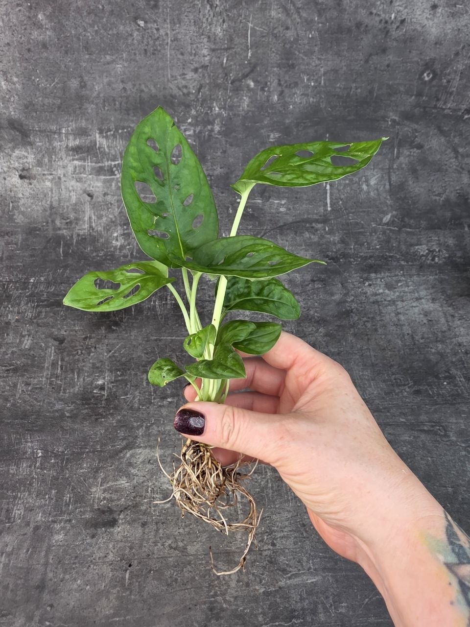 Monstera monkey připravena pro hydroponii