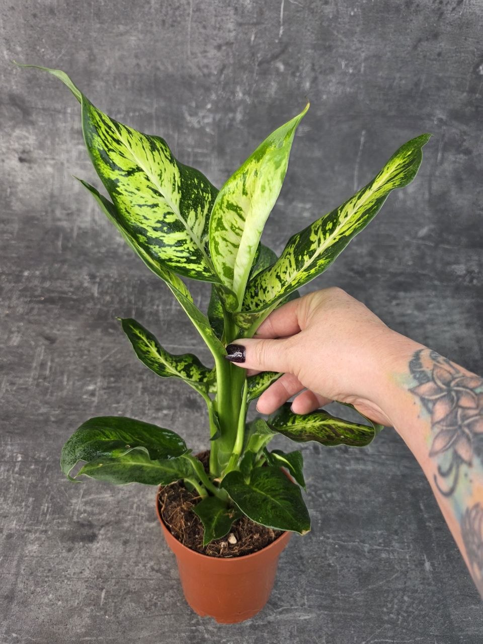 Dieffenbachia Sublime 12 cm