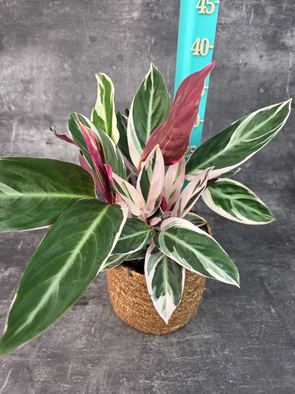 Calathea Triostar 14 cm