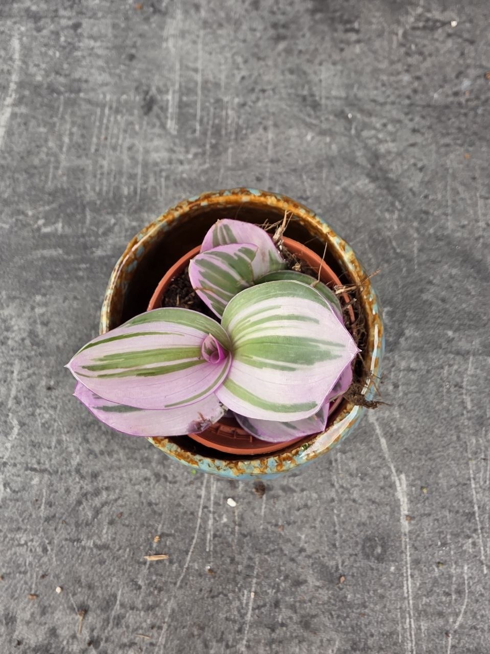 Tradescantia Albiflora Nanouk mini
