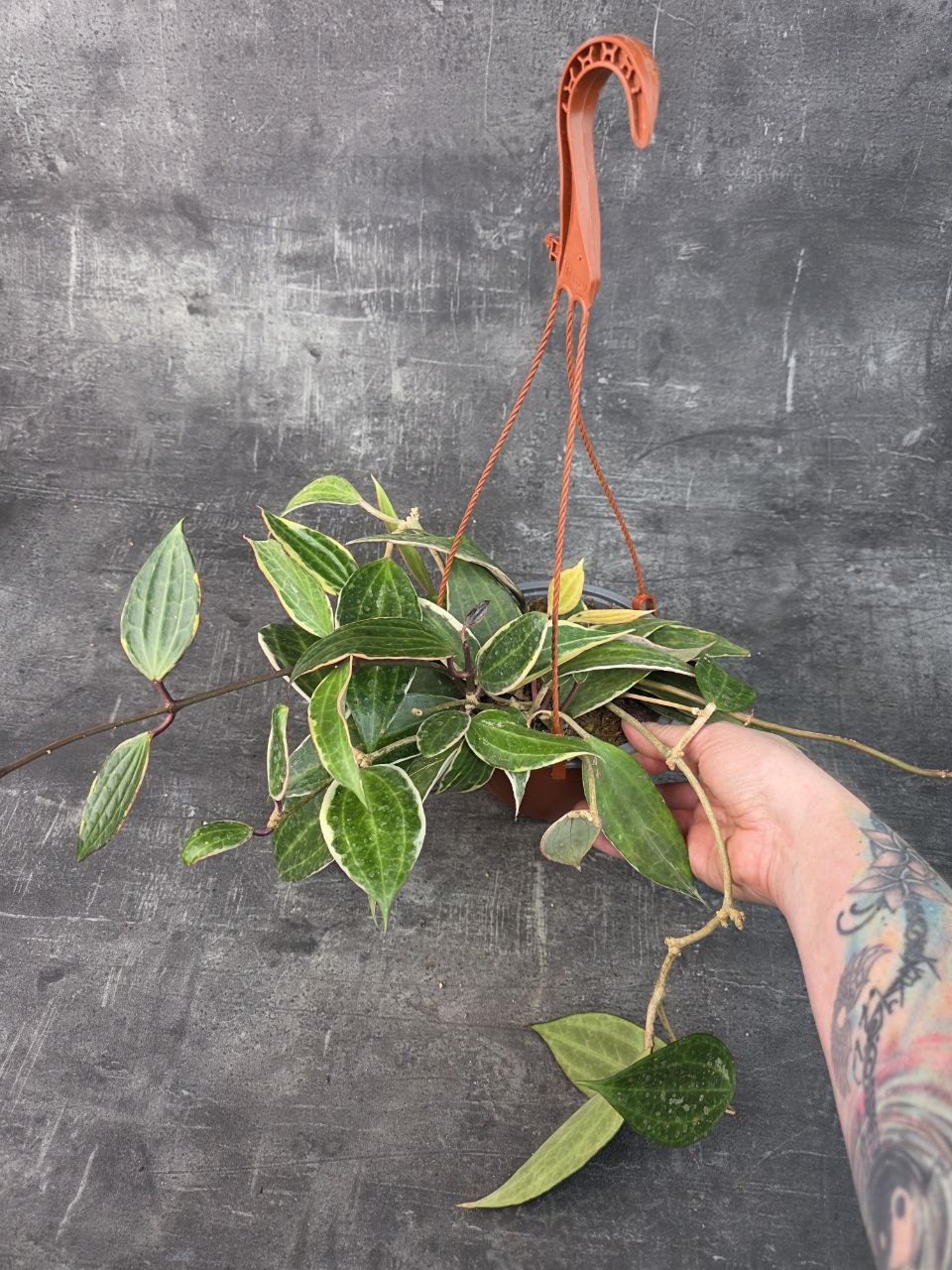 Hoya Albomarginata závěs