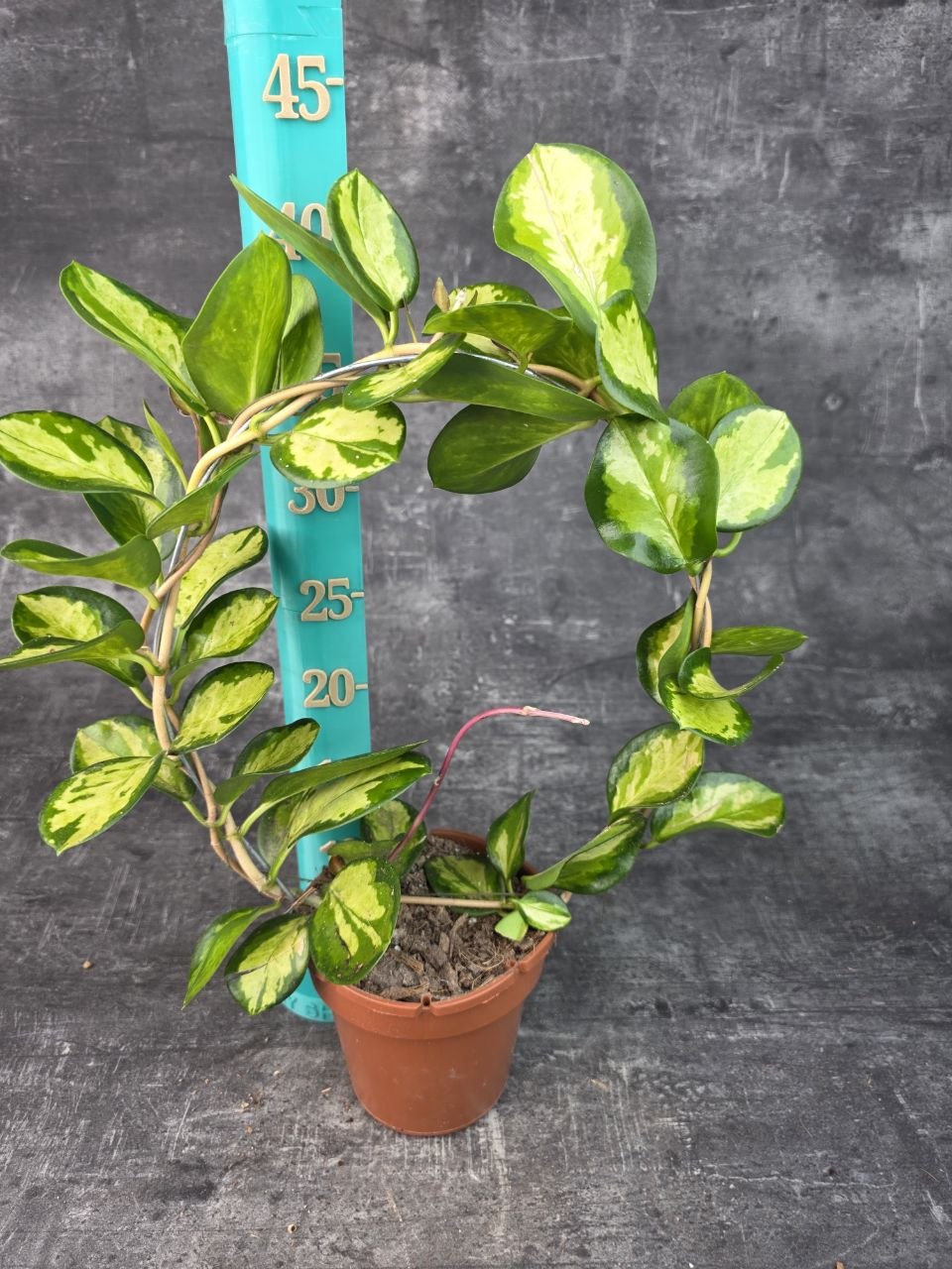 Hoya Australis tricolor na kruhu 12 cm