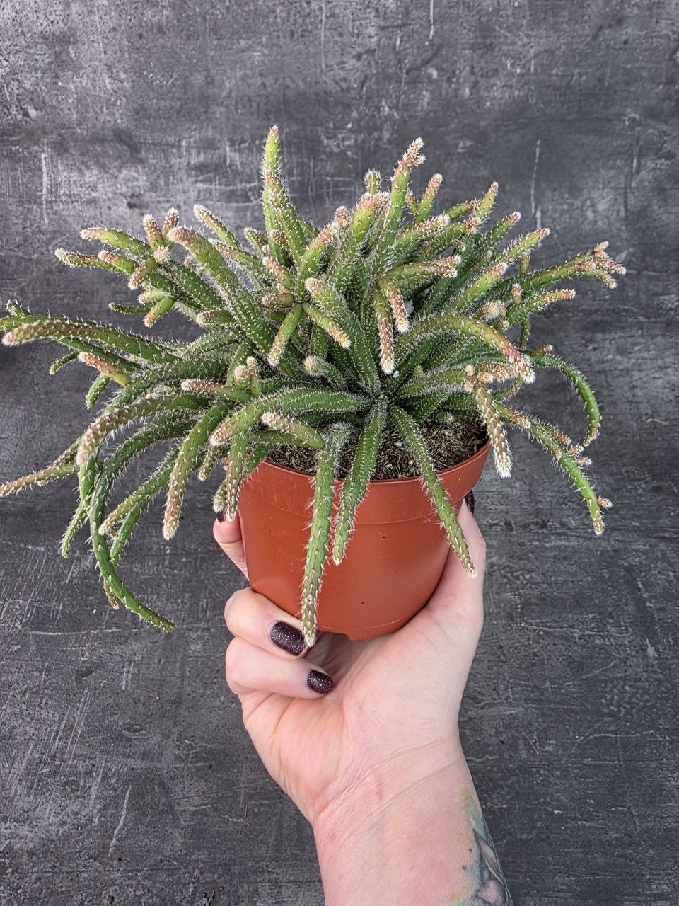 Rhipsalis Horrida  12 cm