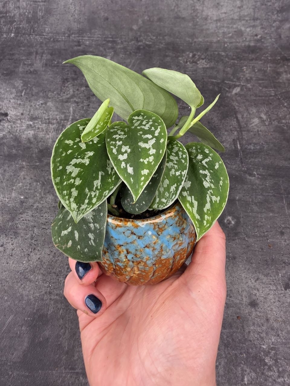 Scindapsus Pictus 'Argyraeus' mini