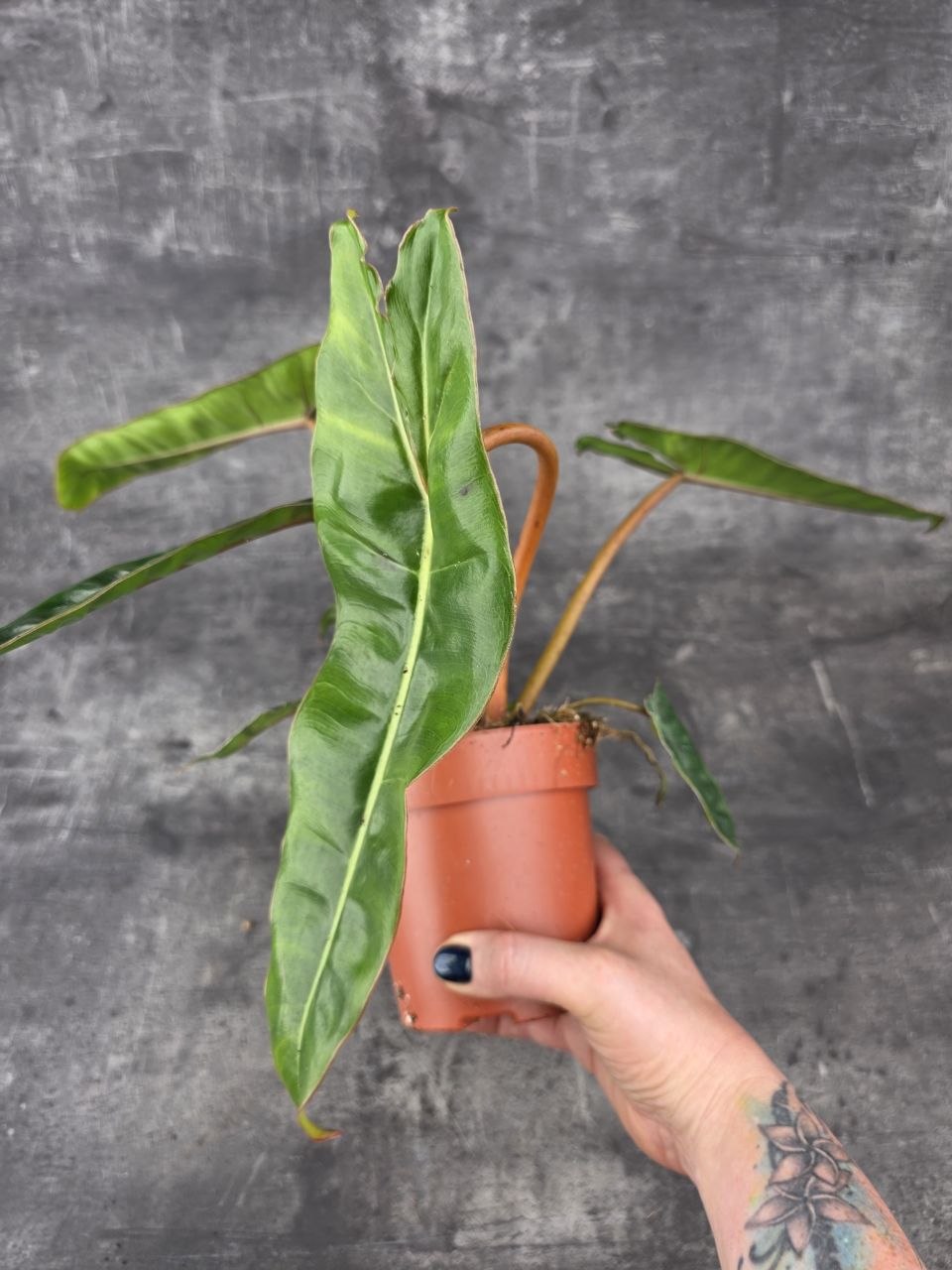 Philodendron Billietiae