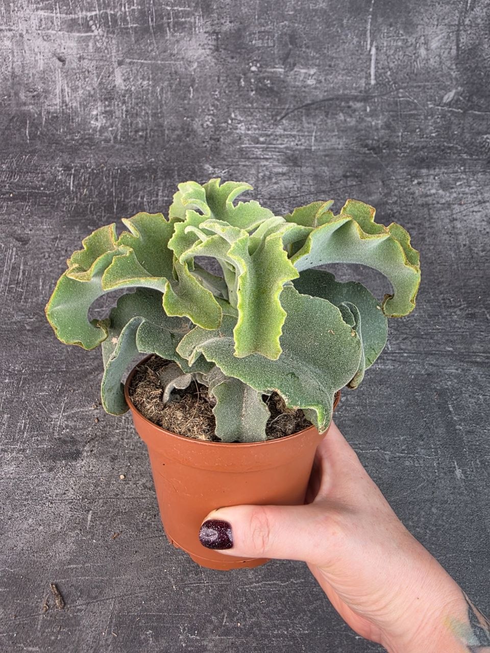 Kalanchoe Maltese 12 cm