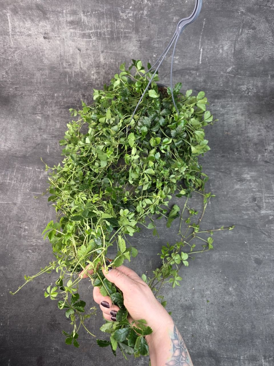 Cissus Striata závěs XL