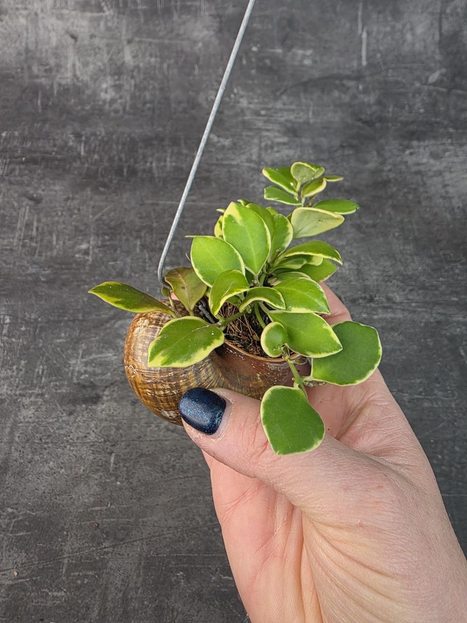 Hoya ve šnečí ulitě heuschkeliana 3