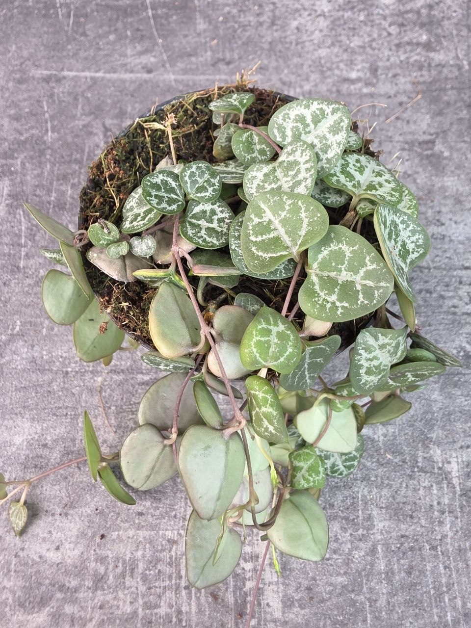 Ceropegia zelená 8 cm