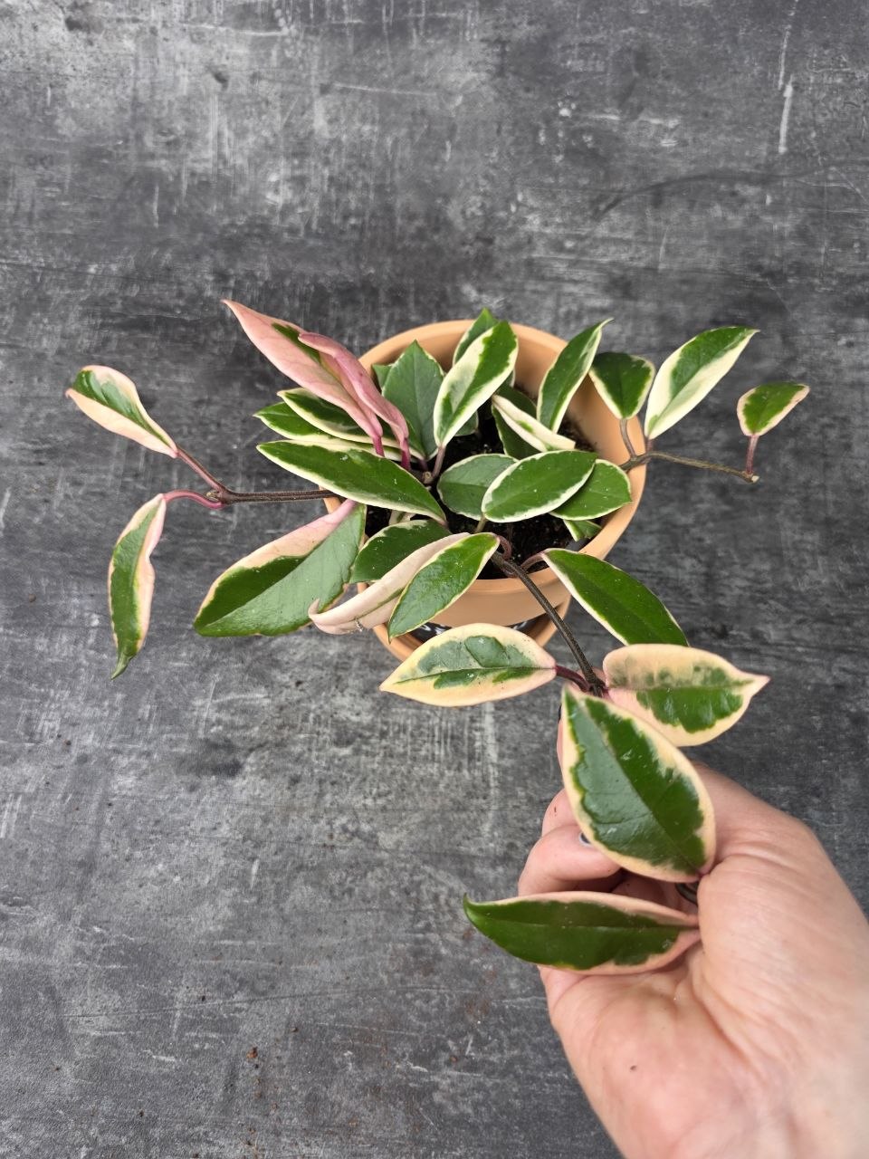Hoya Flamingo Dream 12 cm