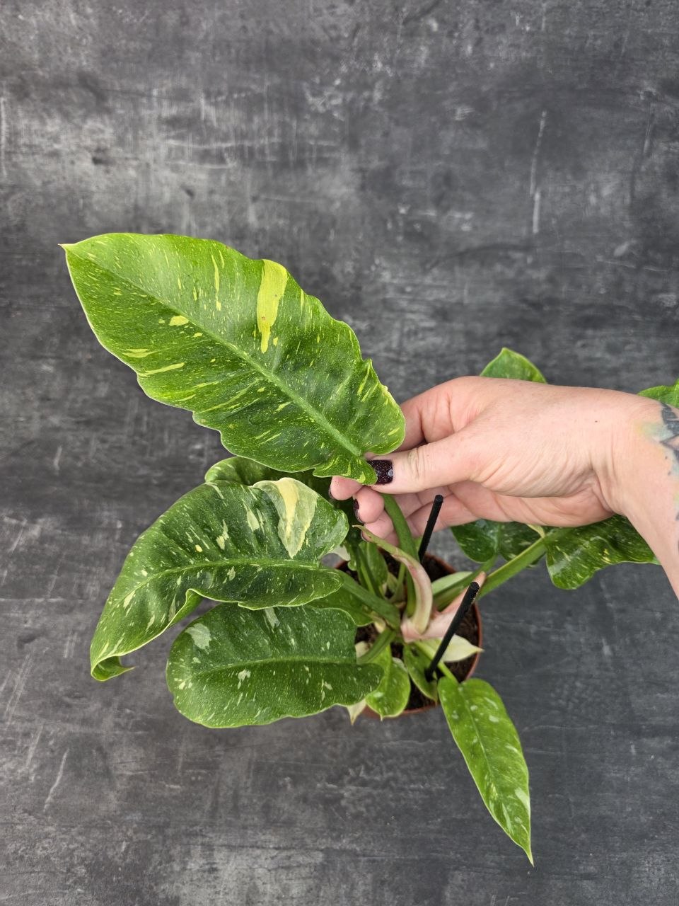 Philodendron Ring Of Fire 12 cm