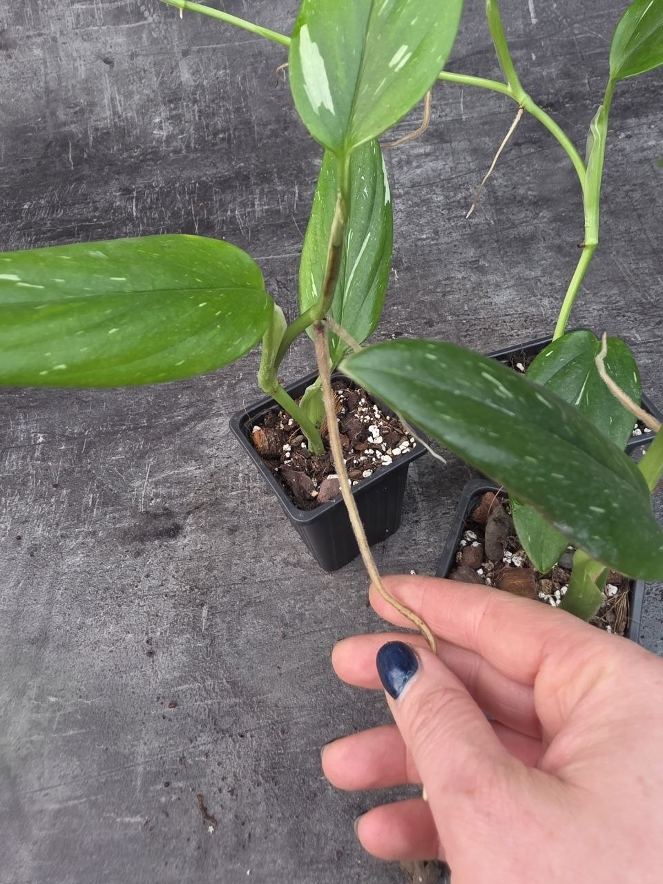 Pěstírna KYTKYshop Philodendron Cobra