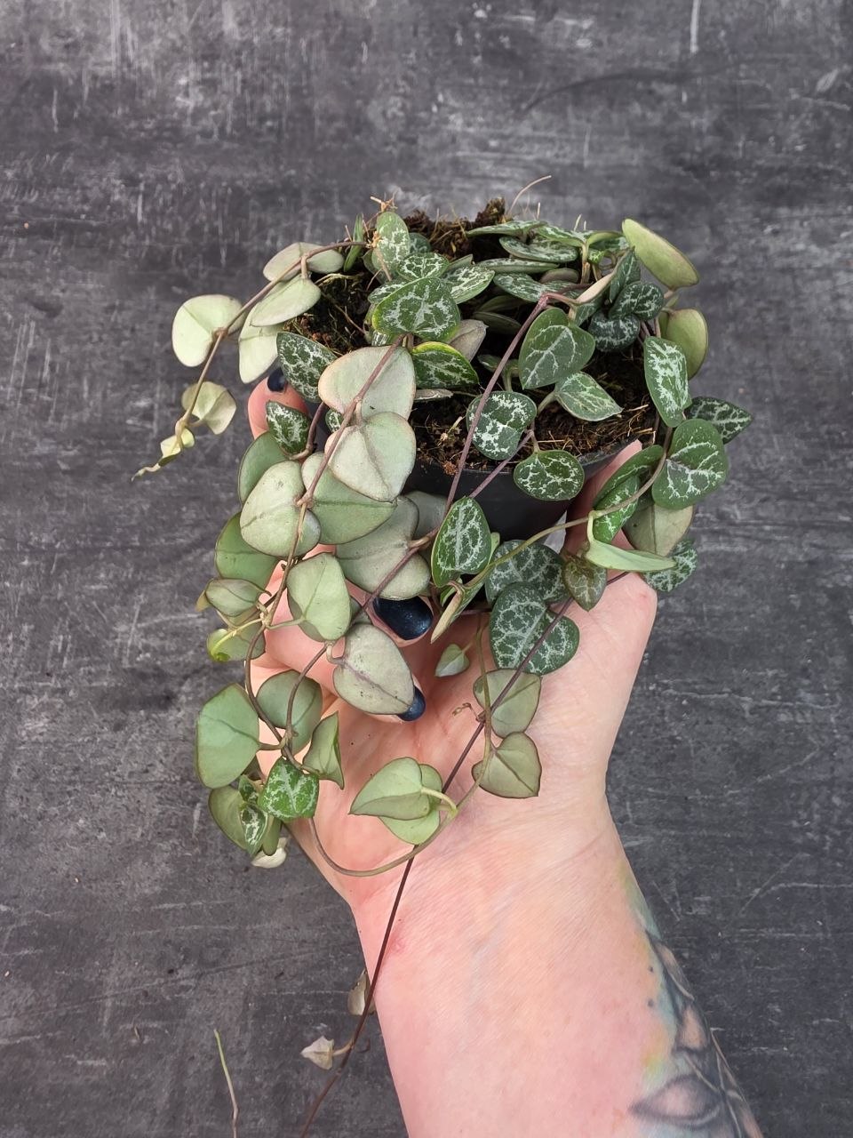 Ceropegia zelená 8 cm