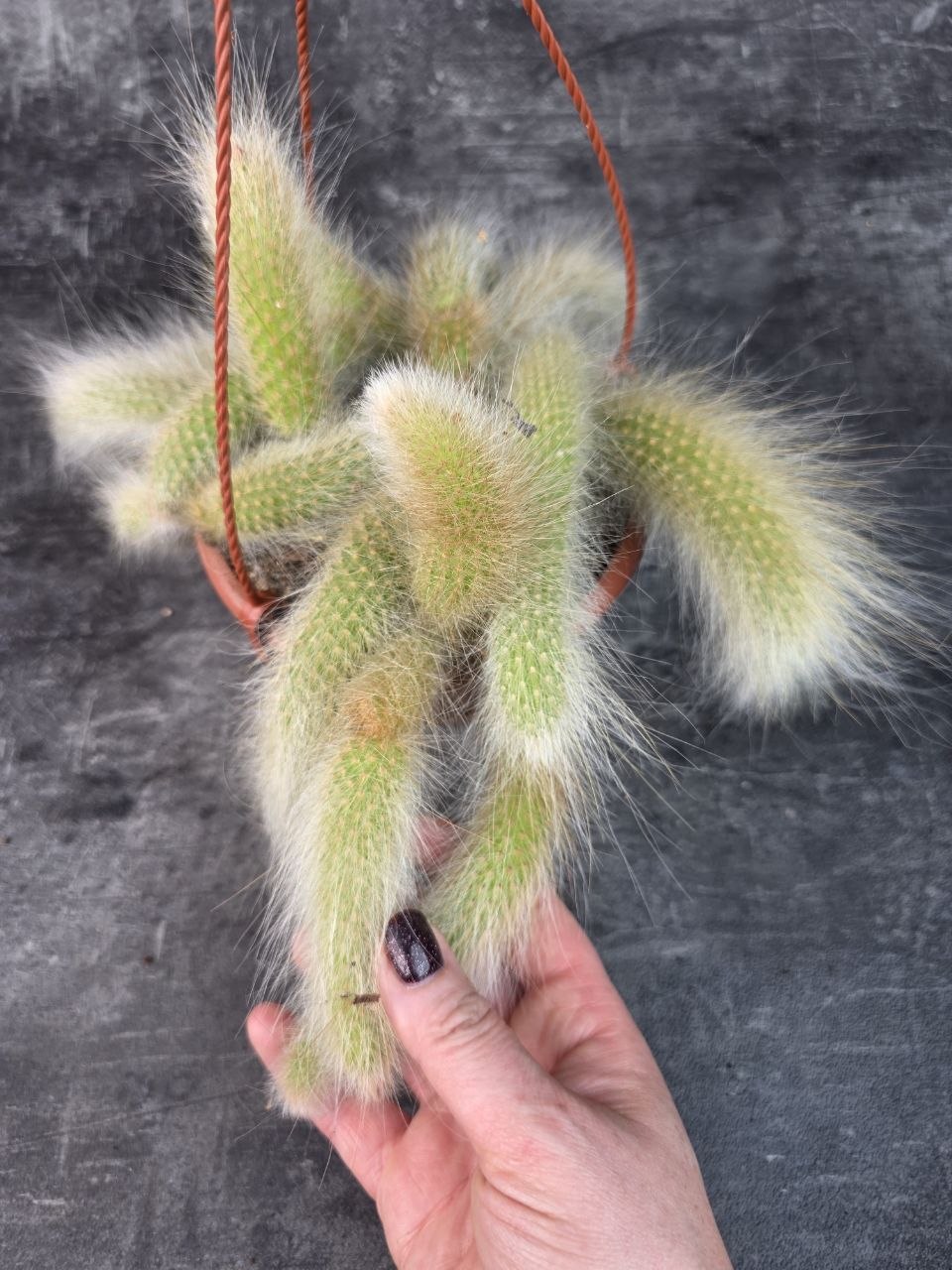 Cactus Hildewintera Colademonis závěs