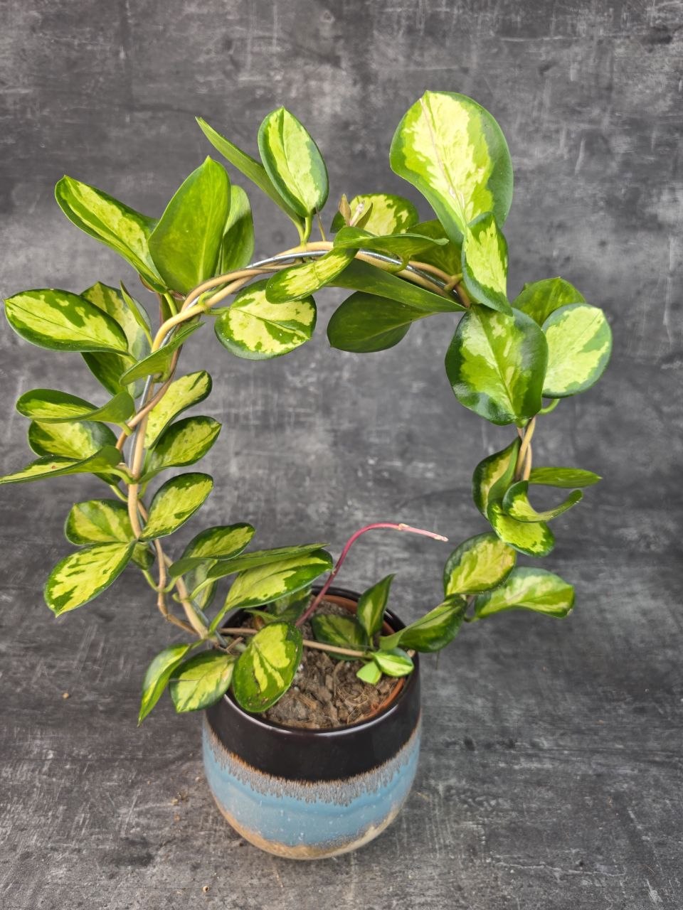 Hoya Australis tricolor na kruhu 12 cm