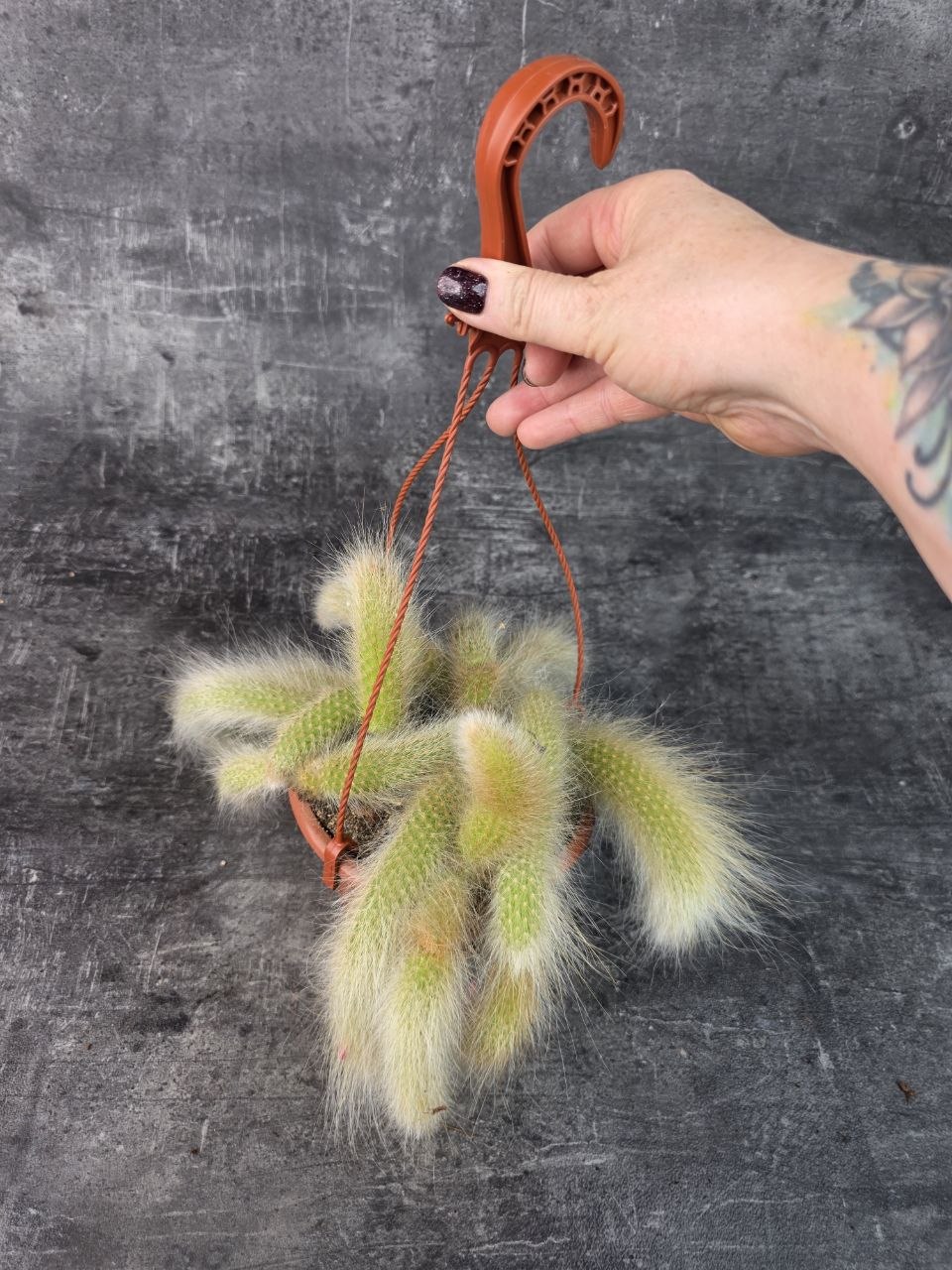 Cactus Hildewintera Colademonis závěs