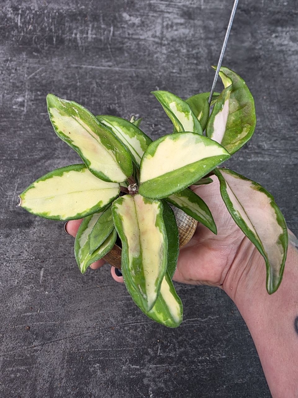 Hoya ve šnečí ulitě Carnosa Tricolor 7