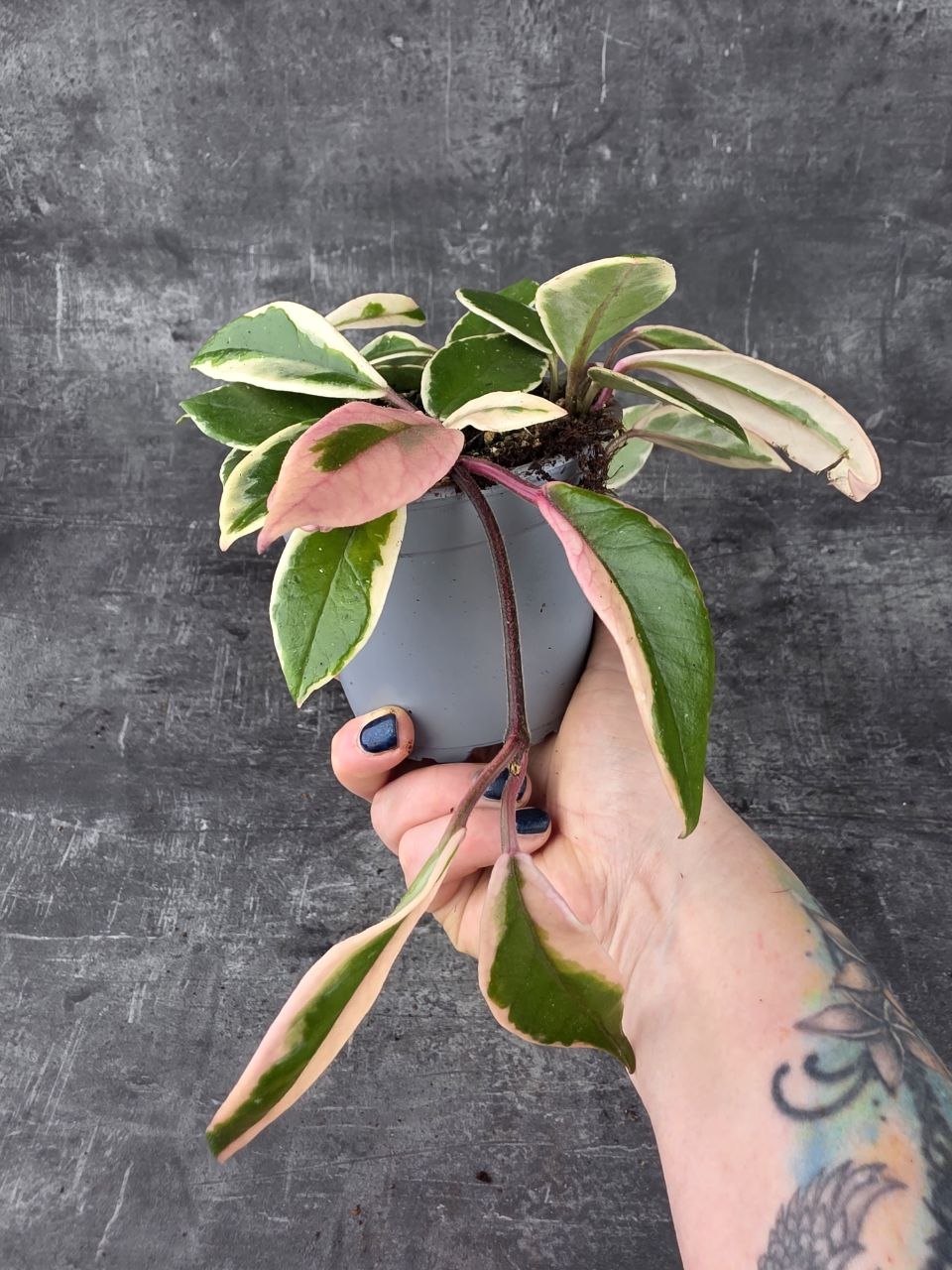 Hoya Flamingo Dream 12 cm