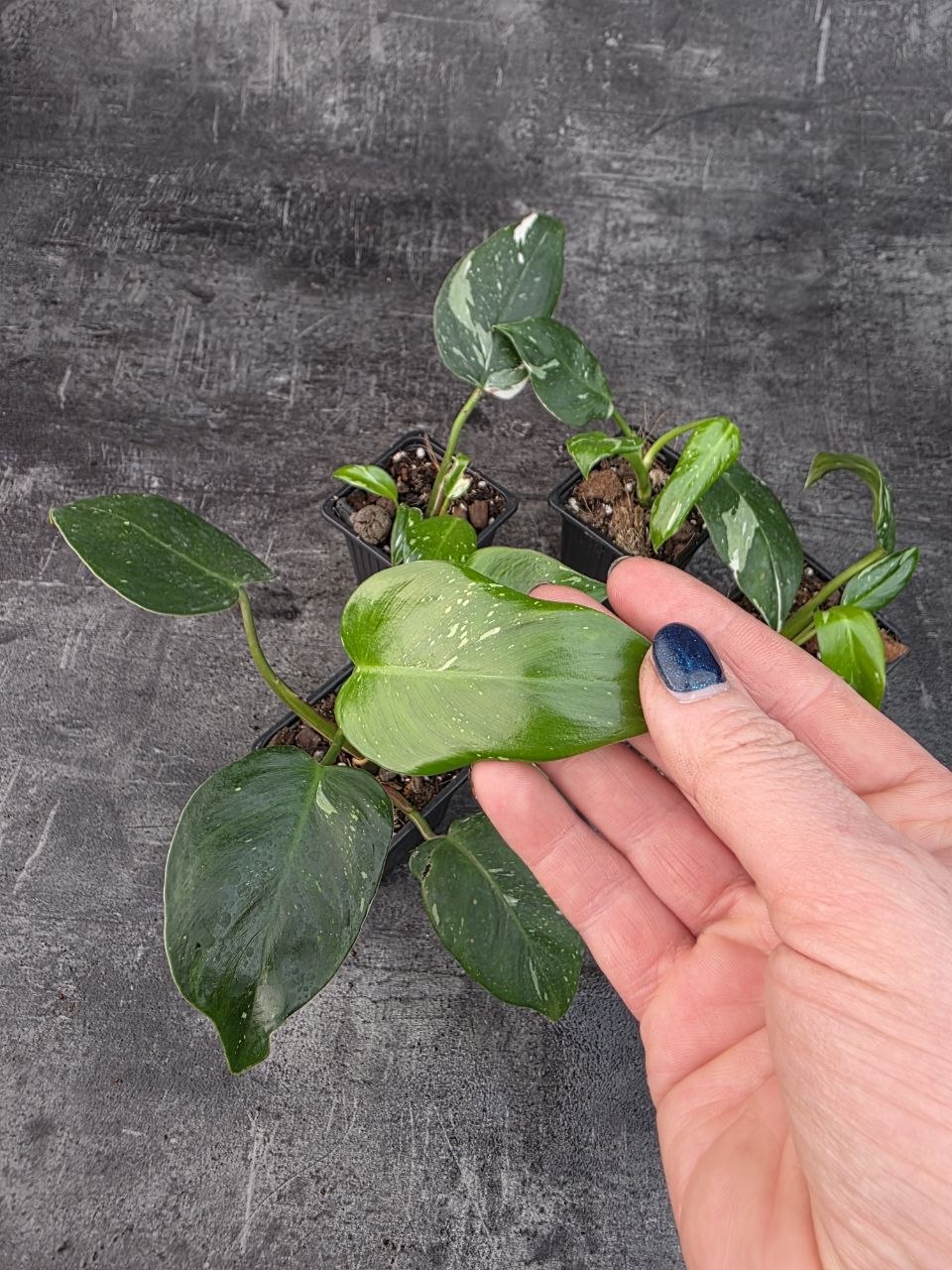 Pěstírna KYTKYshop Philodendron White S