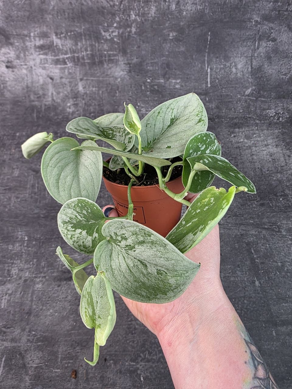 Scindapsus Pictus Silvery Ann 8 cm