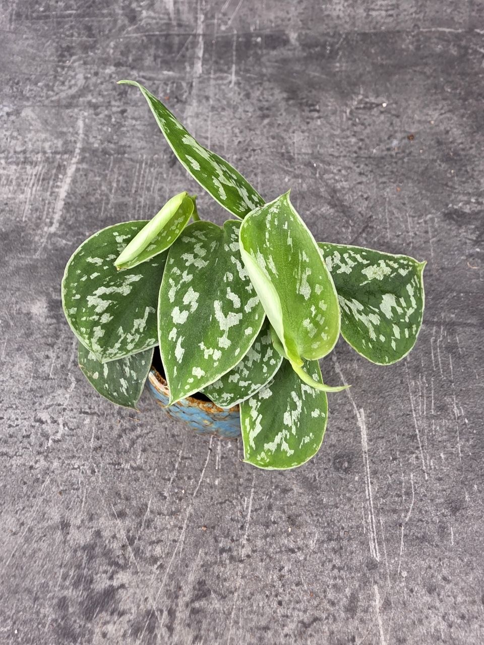 Scindapsus Pictus 'Argyraeus' mini