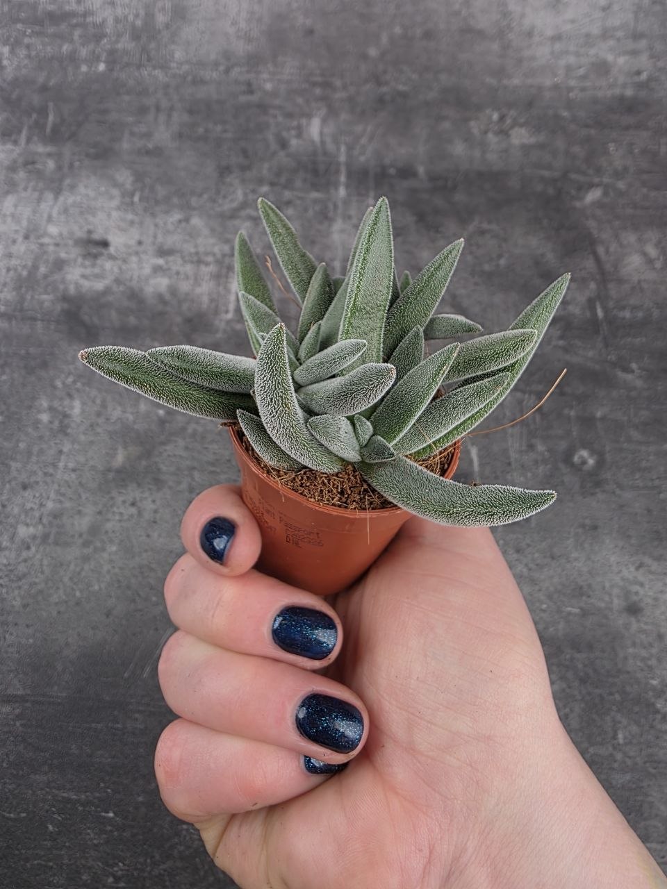 Crassula Tarantula mini